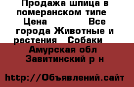 Продажа шпица в померанском типе › Цена ­ 20 000 - Все города Животные и растения » Собаки   . Амурская обл.,Завитинский р-н